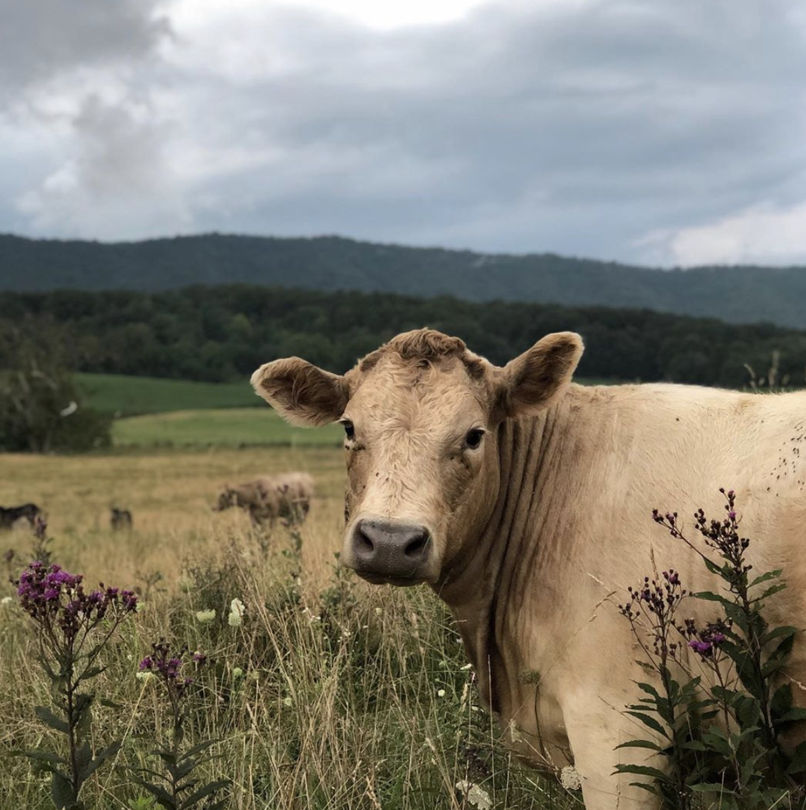 A cow on sycamore hollow farm in Virginia