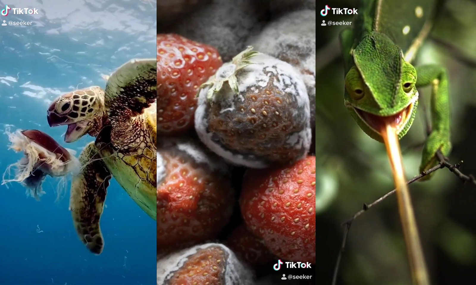 a screen grab from seeker featuring images of a turtle, lizard and strawberry on tiktok