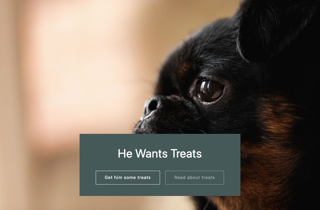 shopify demo dog homepage