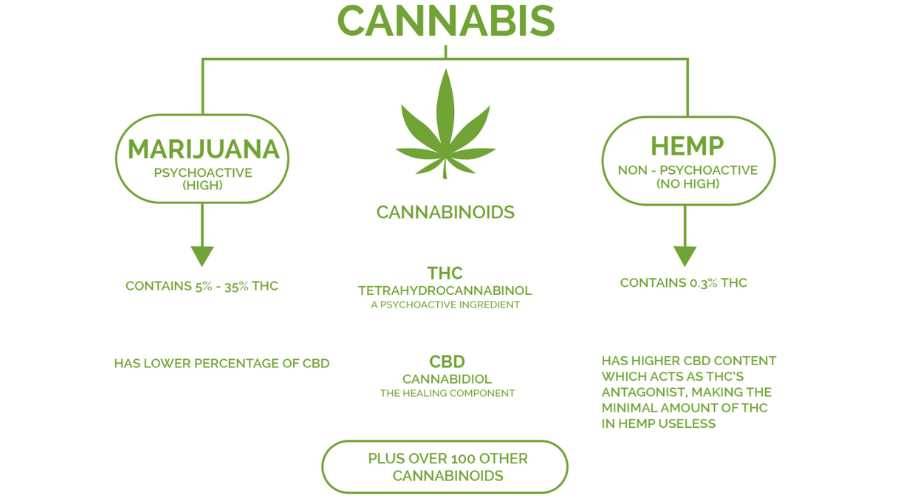 Screenshot of Marijuana vs Hemp infographic
